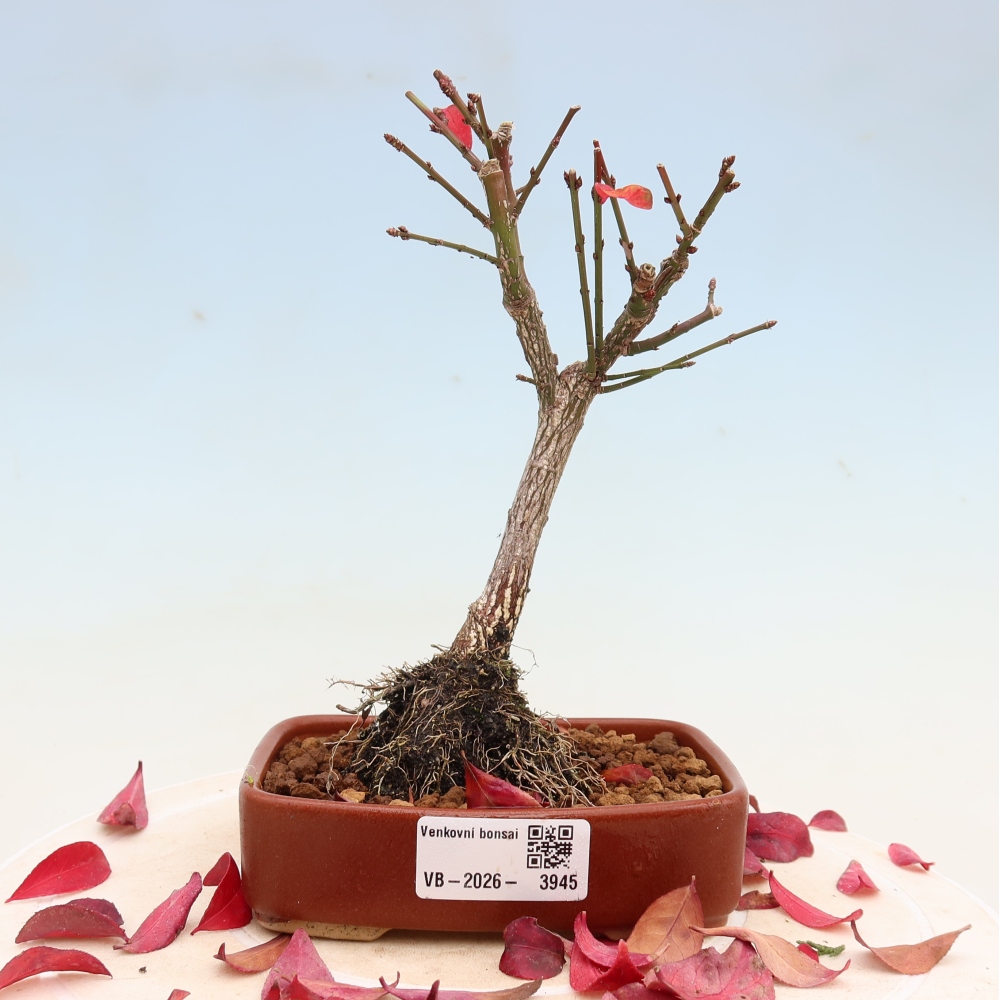 Bonsaï d'extérieur -  Euonymus alatus comactus  - fusain ailé