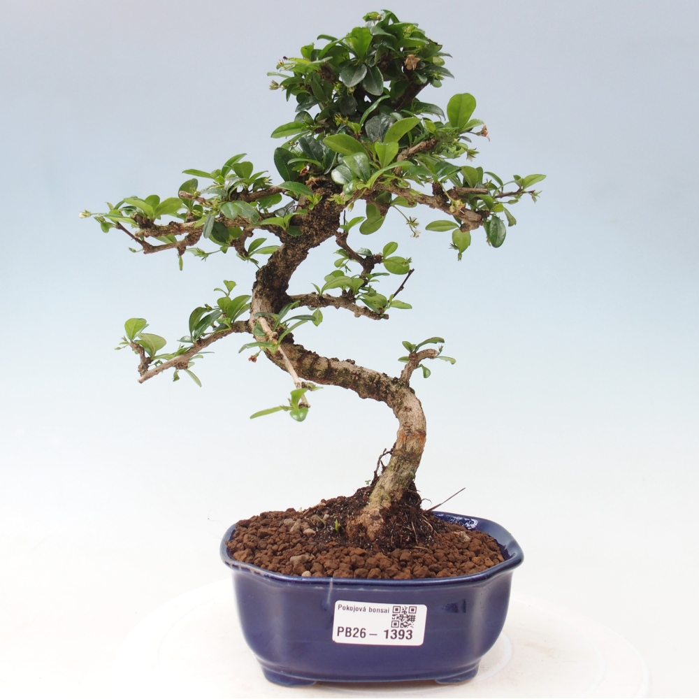 Bonsaï de chambre - Carmona macrophylla - Tea fuki