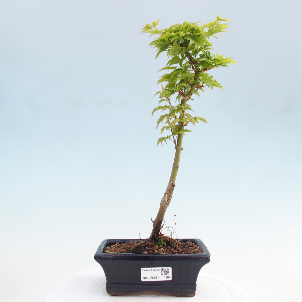 Bonsaï d'extérieur -Javor palm Acer palmatum Shishigashira