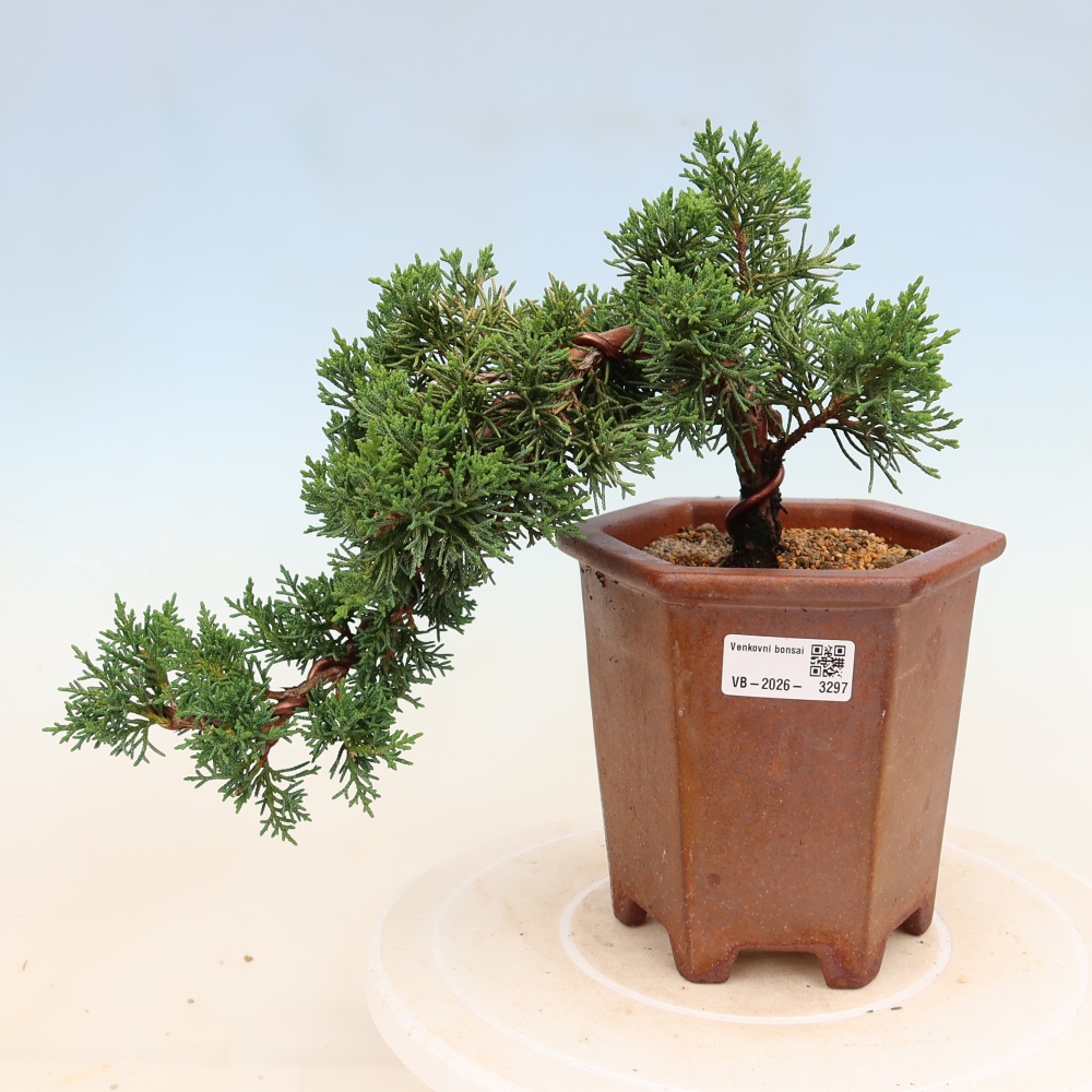 Bonsaï d'extérieur - Juniperus chinensis Kishu
