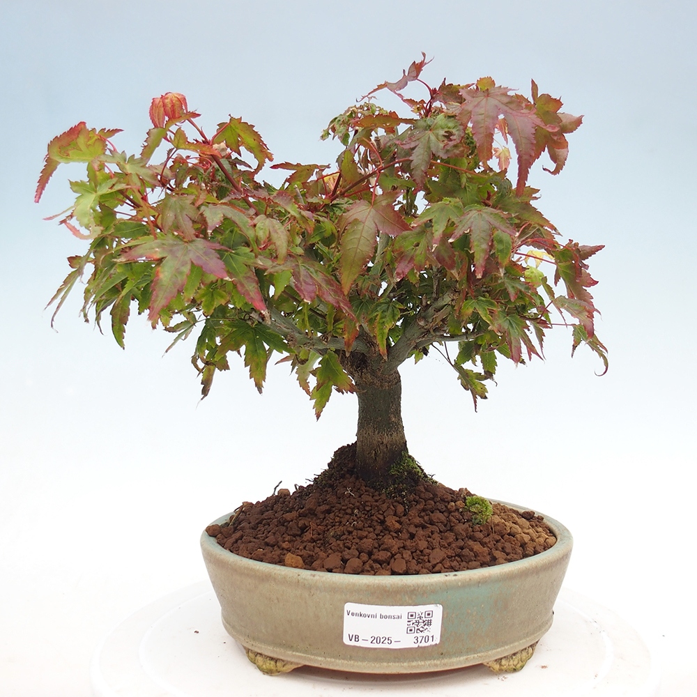 Acer palmatum KIOHIME - Érable palmé