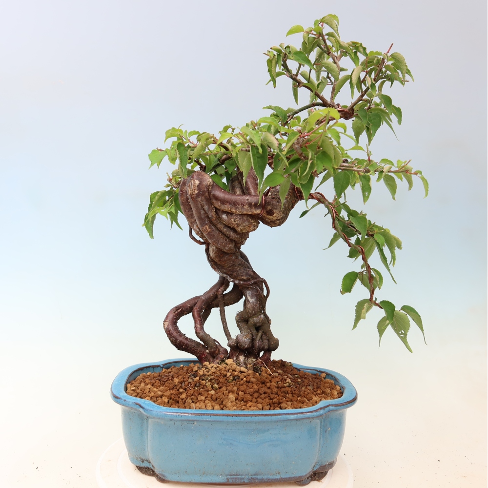 Bonsaï d'extérieur - Abricotier japonais - Prunus Mume