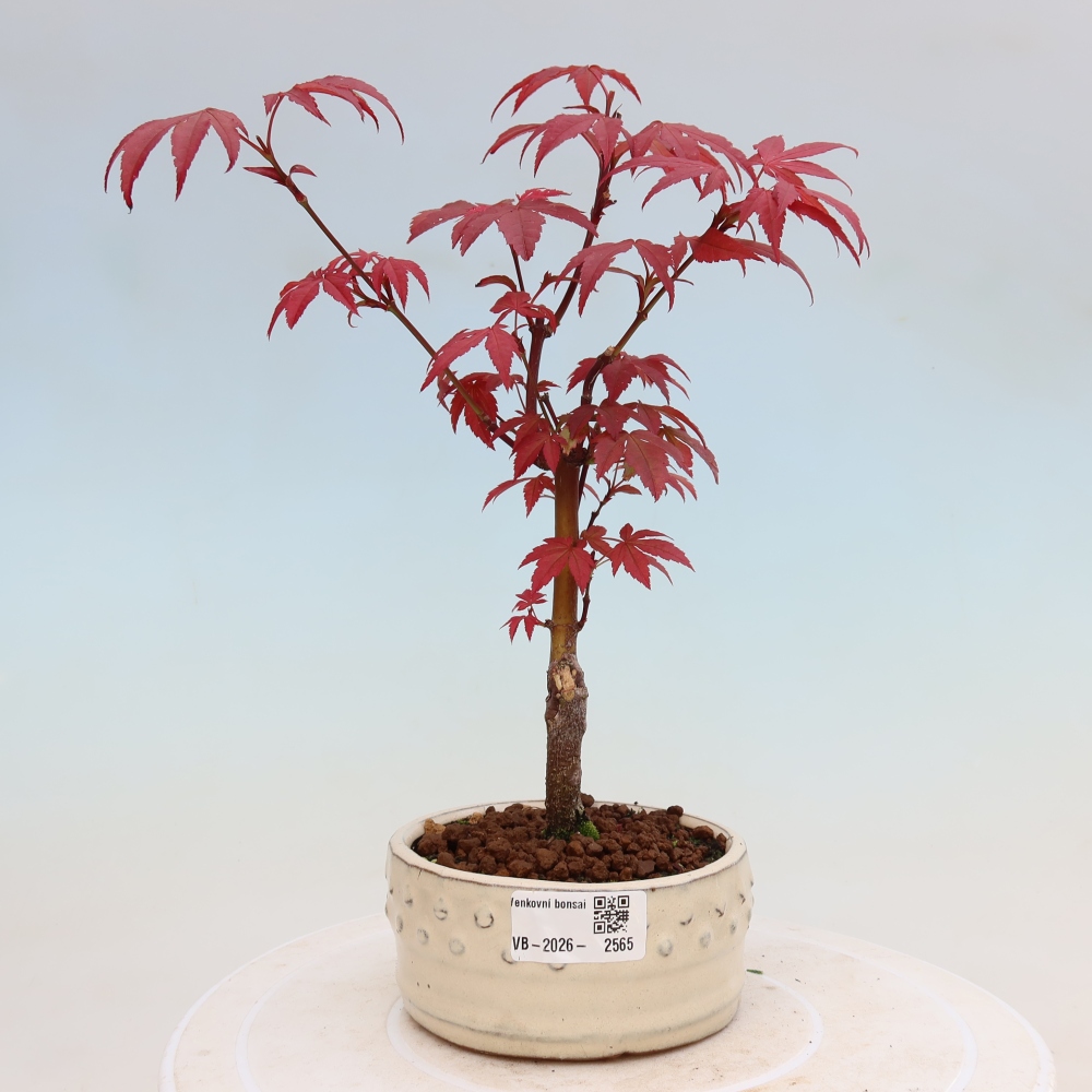 Bonsaï d'extérieur - Acer palm. Atropurpureum-Javor palmate