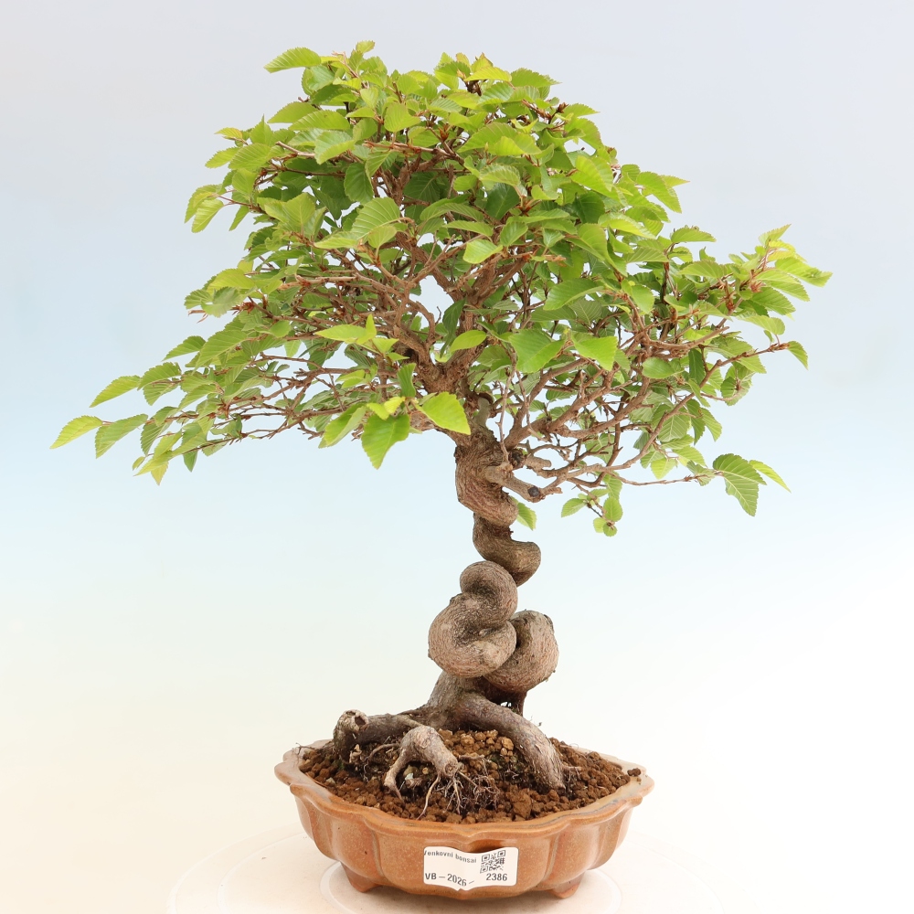 Bonsaï d'extérieur -Carpinus Coreana - Charme de Corée