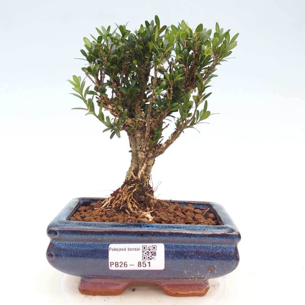 Bonsaï de chambre - Buxus harlandii - buxus liège