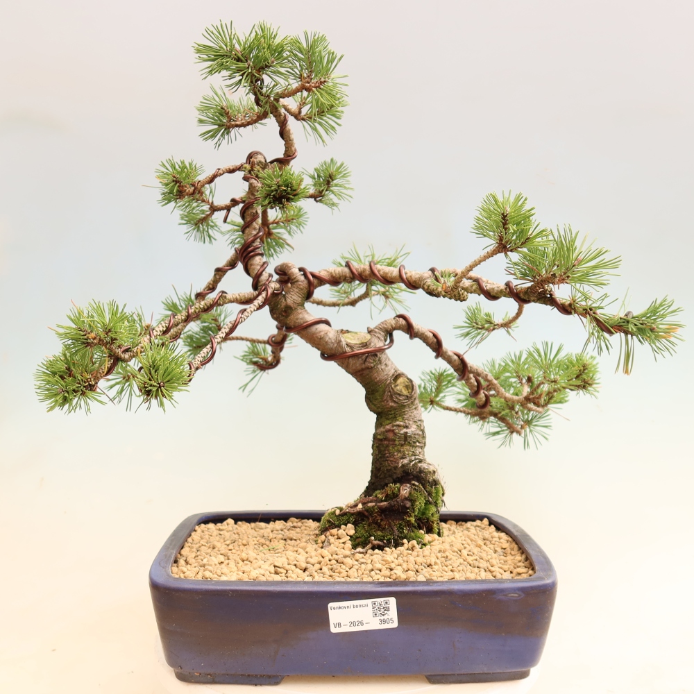 Bonsaï d'extérieur - Pinus mugo Humpy  - Pin nain