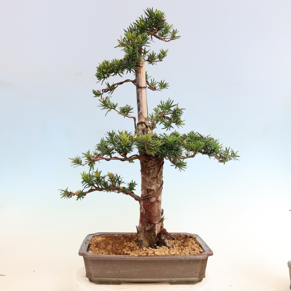 Bonsaï d'extérieur - Taxus cuspidata - If japonais