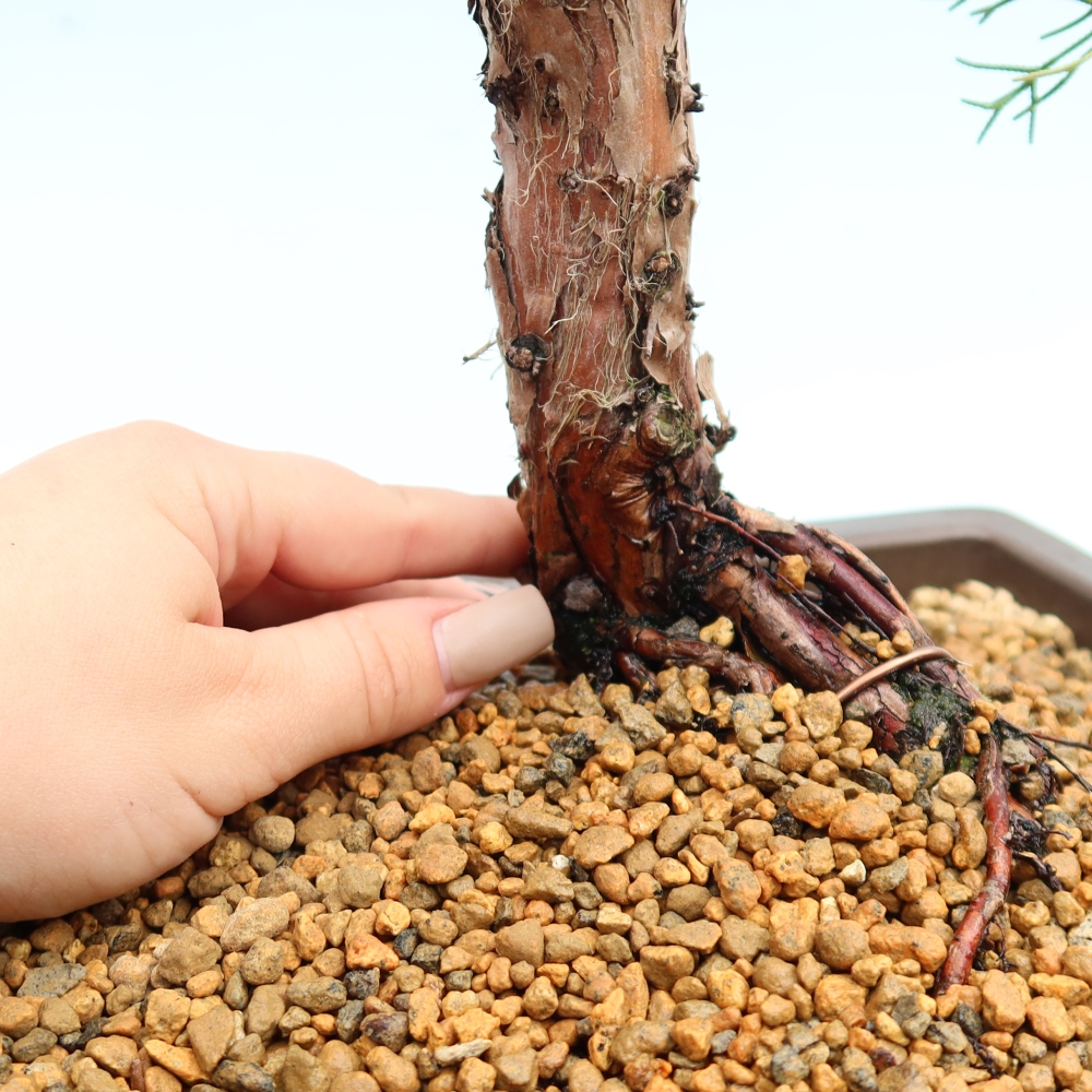 Bonsaï d'extérieur - Juniperus chinensis Kishu