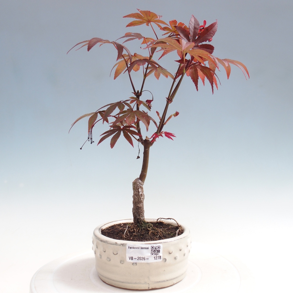 Bonsaï d'extérieur - Acer palm. Atropurpureum-Javor palmate