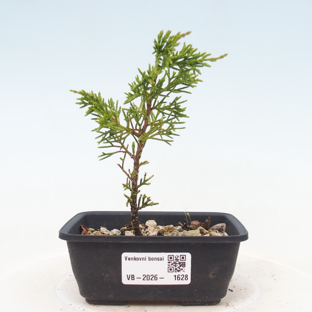 Bonsaï d'extérieur - Juniperus chinensis Itoigawa