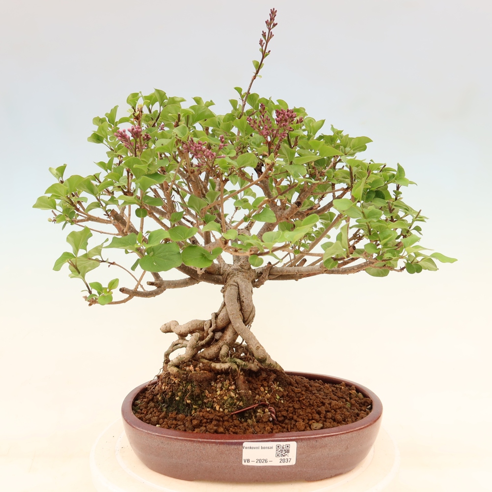 Bonsaï d'extérieur - Syringa microphylla - lilas à petites fleurs