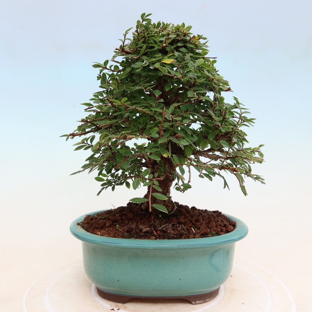Bonsaï d'extérieur - Zelkova - Zelkova NIRE