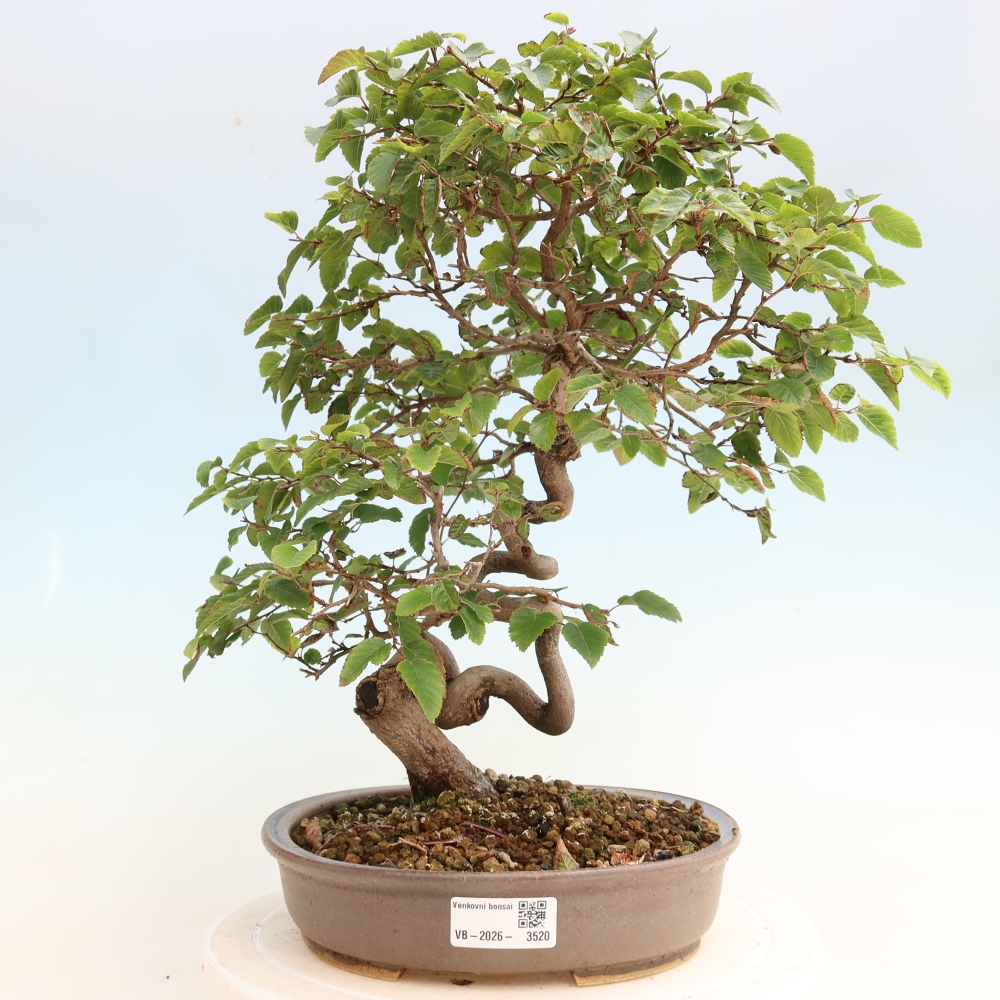 Bonsaï d'extérieur -Carpinus CARPINOIDES - Charme de Corée