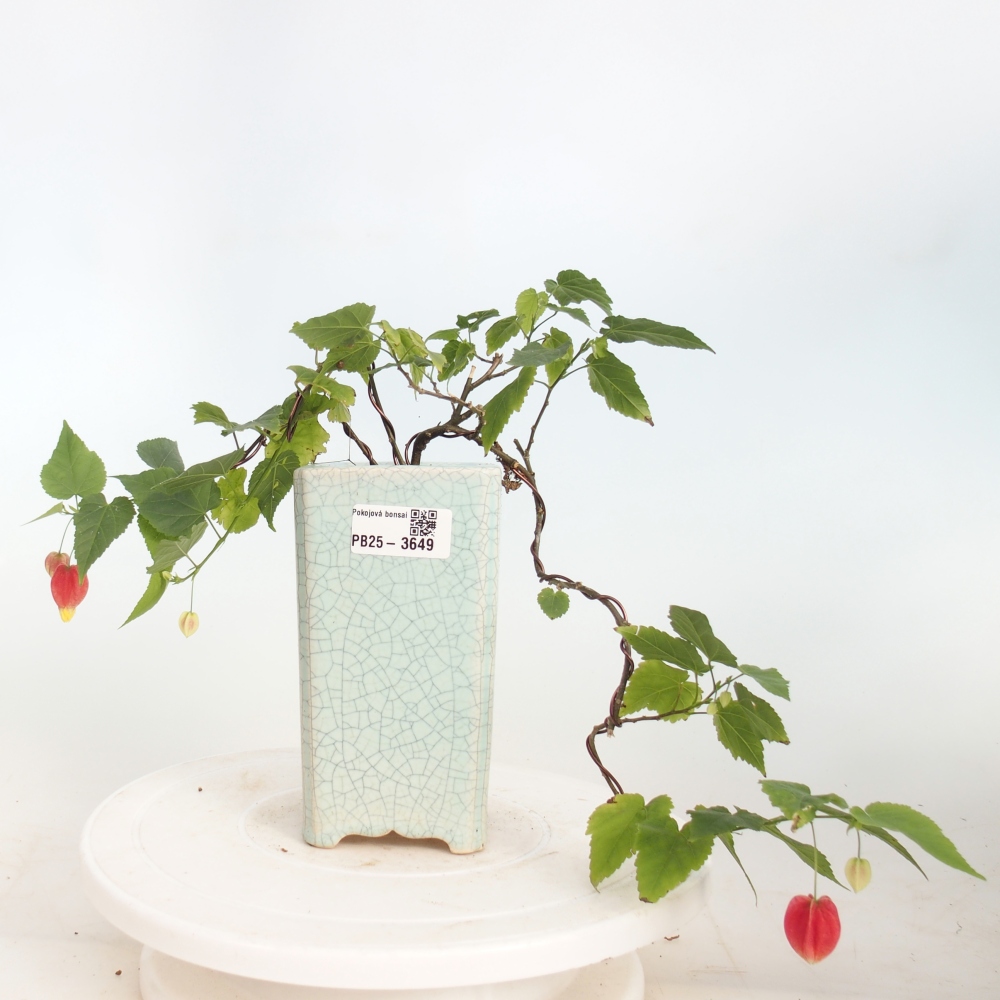 Bonsaï d'intérieur - Abutilon Big Bell - Cloudberry