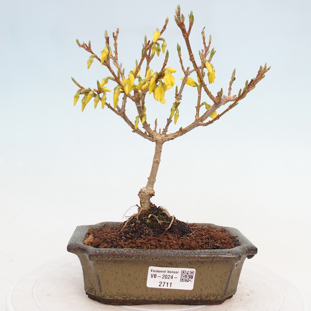 Bonsaï d'extérieur - Zlatice - Forsythia intermedia