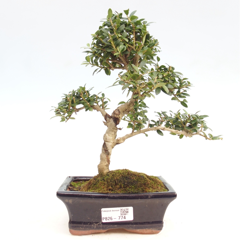 Bonsaï de chambre - Ilex crenata - Houx