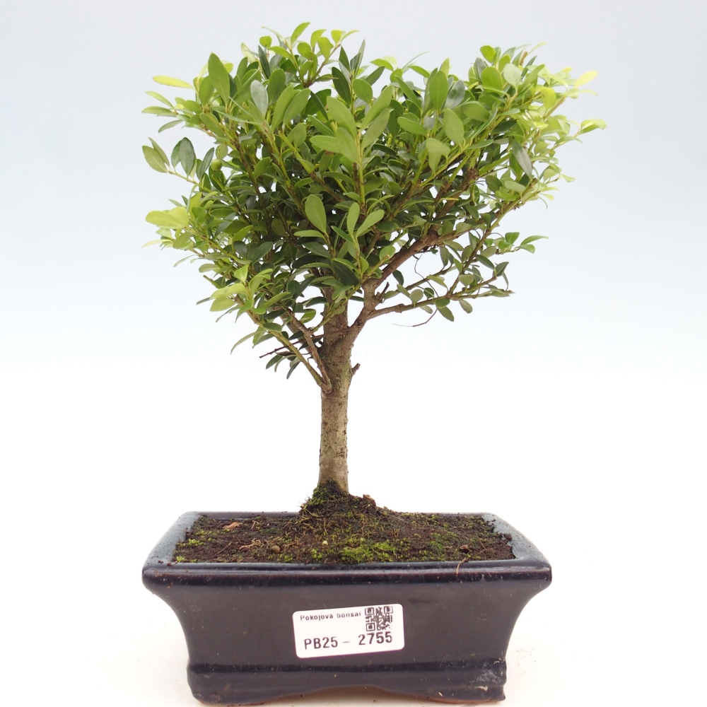 Bonsaï de chambre - Ilex crenata - Houx