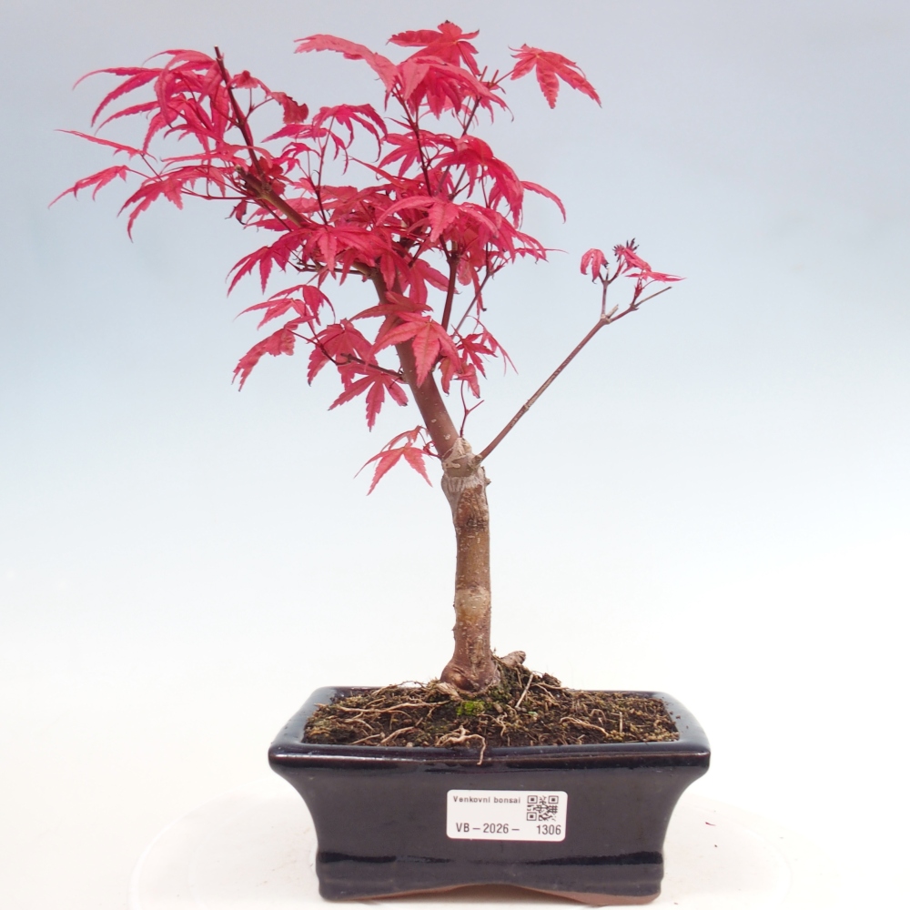 Bonsaï d'extérieur - Acer palmatum DESHOJO