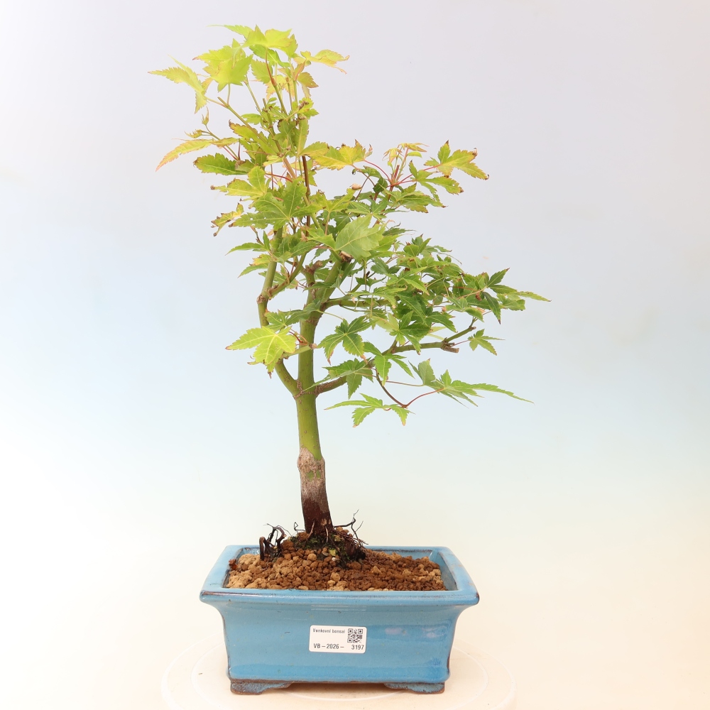 Acer palmatum Aureum - Érable doré
