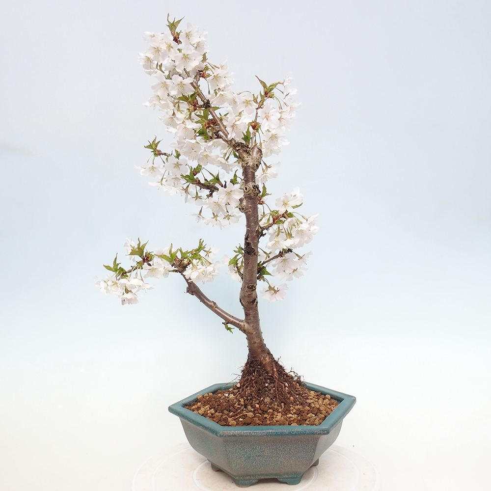 Bonsaï d'extérieur - Prunus incisa Kojou-no mai-Plivon découpé