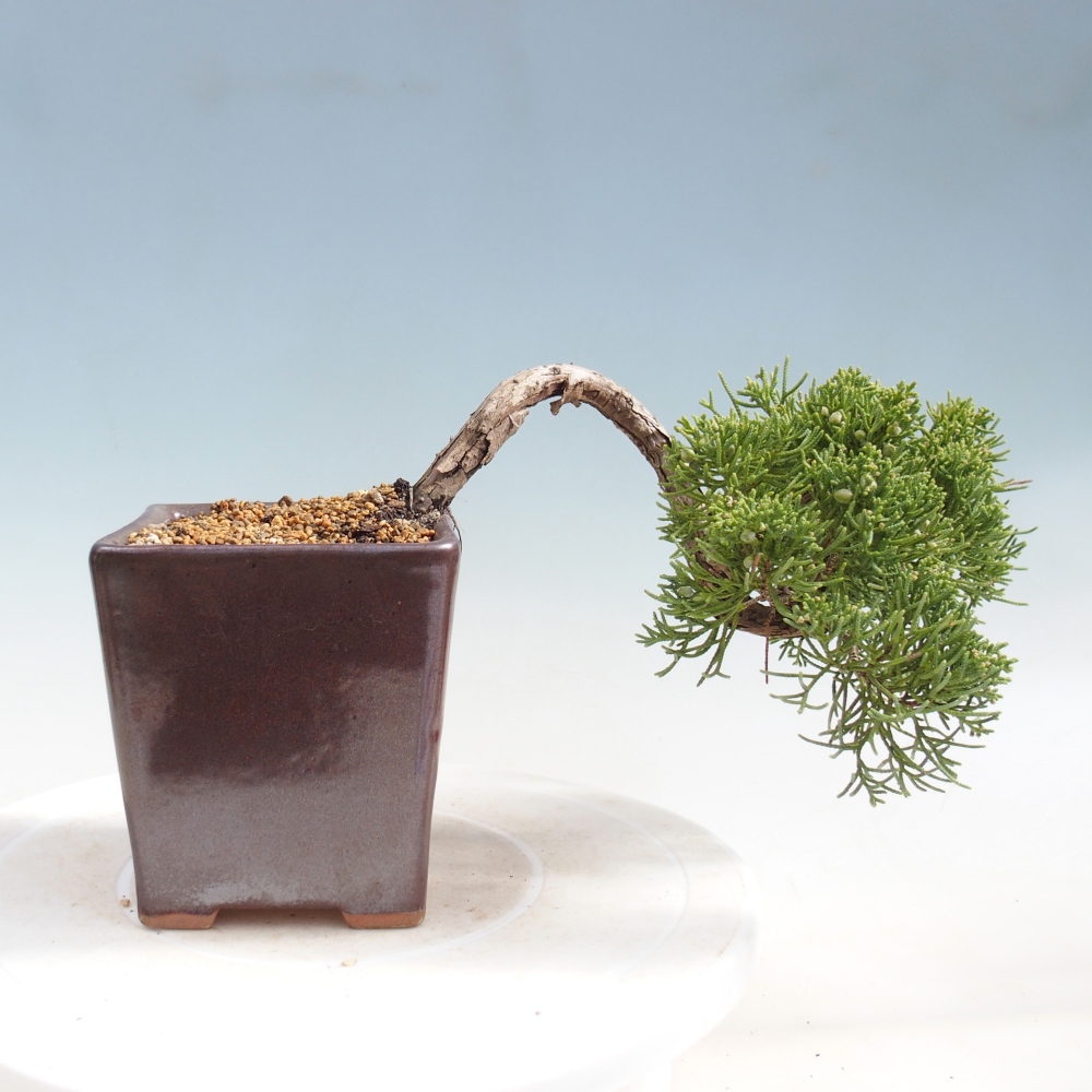 Bonsaï d'extérieur - Juniperus chinensis Kishu