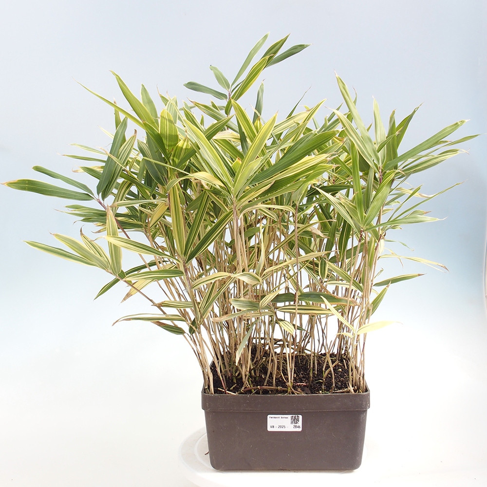 Bonsaï d'extérieur - Sasaella masamuneana Albostriata - Bambou