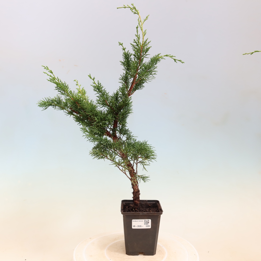 Bonsaï d'extérieur - Juniperus chinensis Kishu