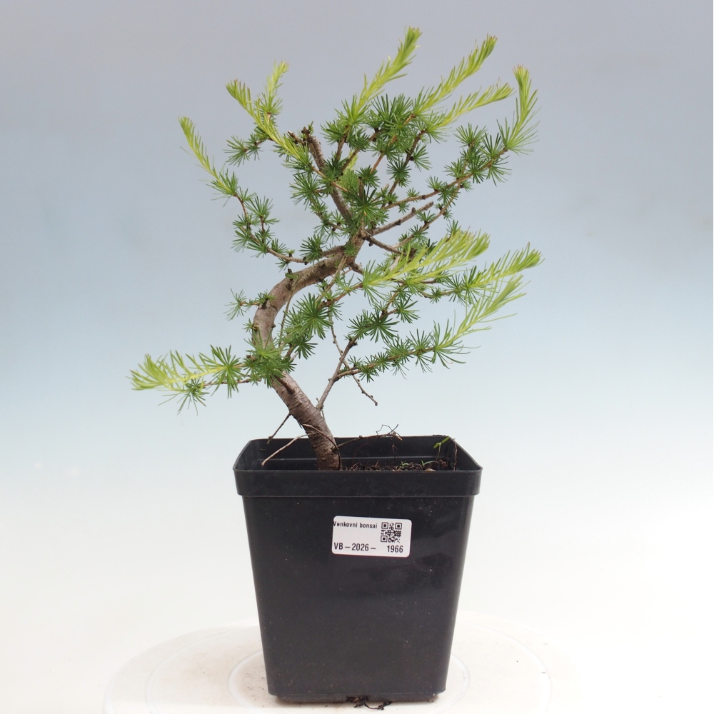 Bonsaï d'extérieur -Larix decidua - Mélèze