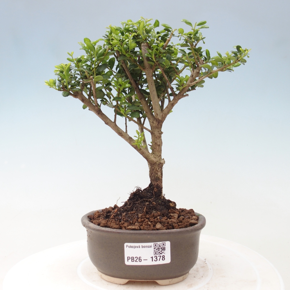 Bonsaï de chambre - Ilex crenata - Houx