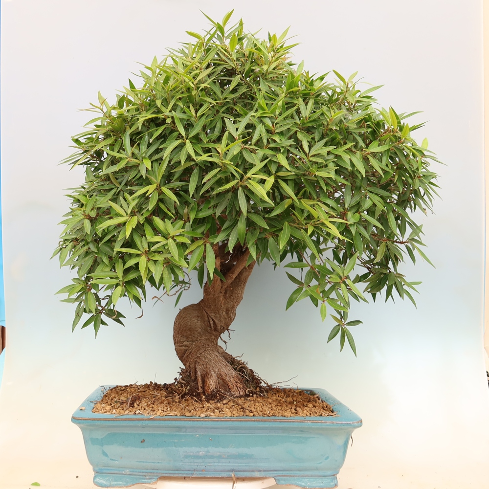 Salle bonsaï - Ficus nerifolia - ficus à petites feuilles