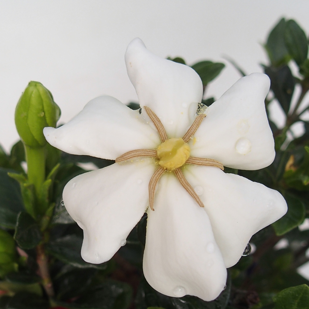 Bonsaï de chambre - Gardenia jasminoides-Gardenia