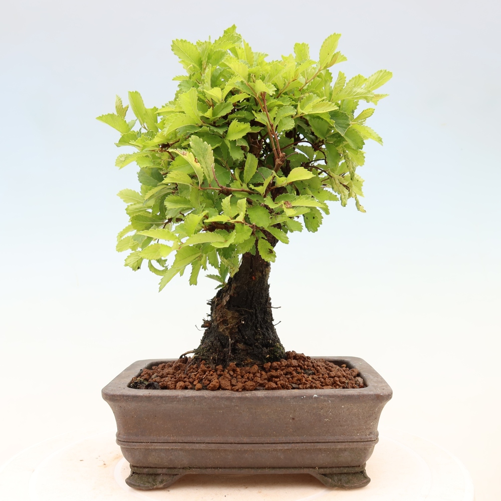 Bonsaï d'extérieur - Zelkova - Zelkova NIRE