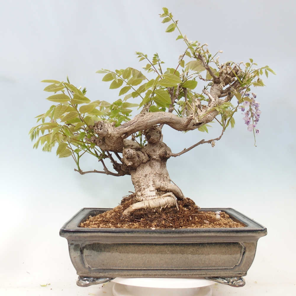 Bonsaï d'extérieur - Wisteria floribunda