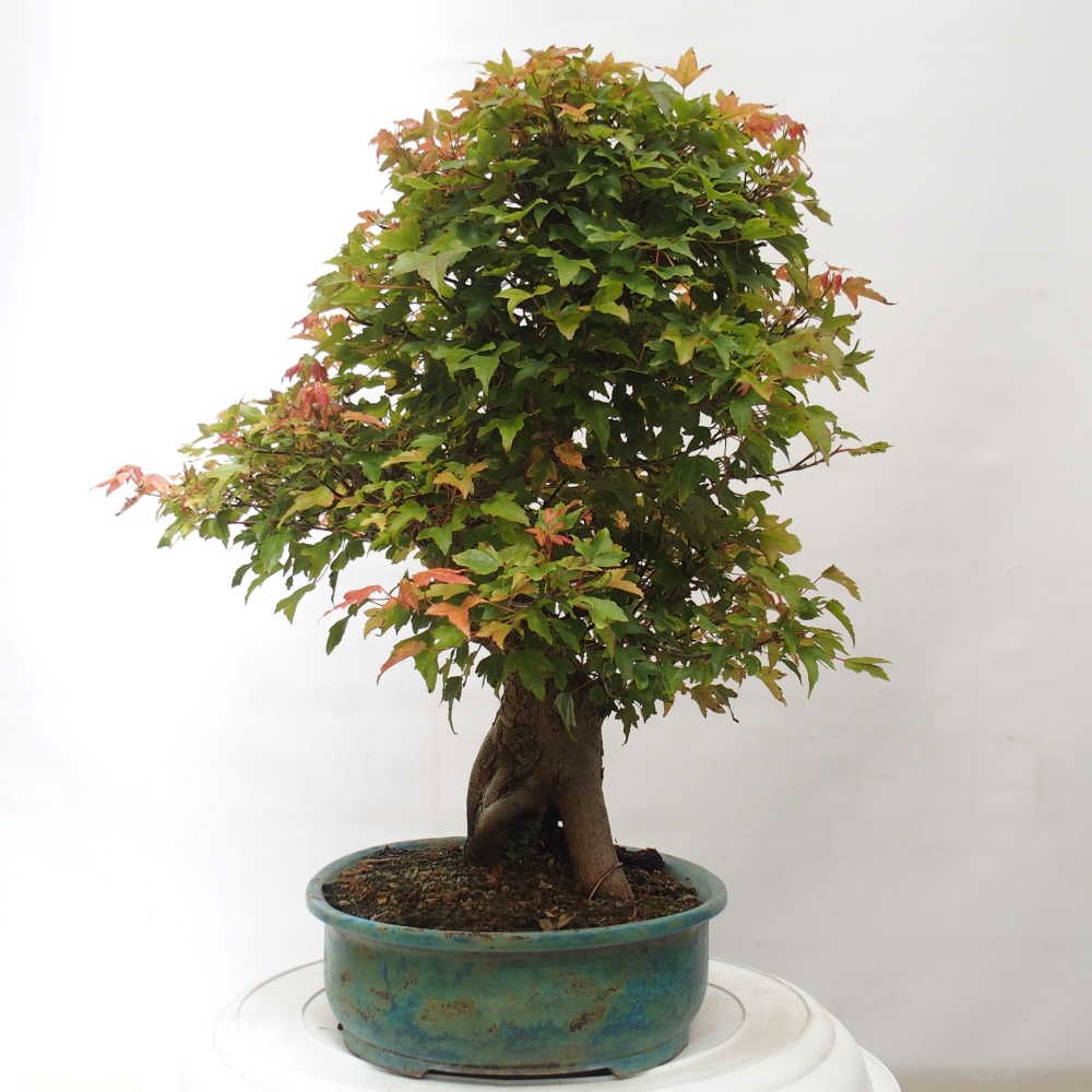 Bonsaï d'extérieur - Acer Buergerianum - Burger Maple