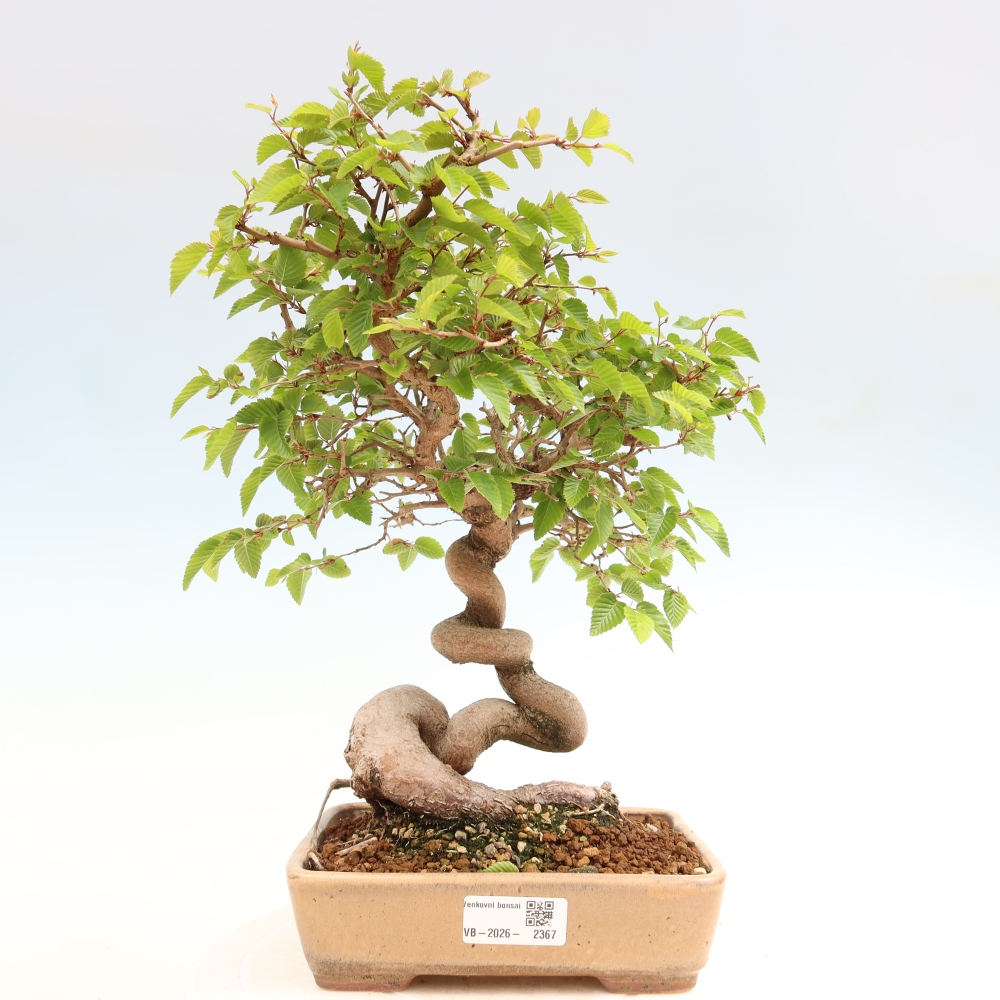 Bonsaï d'extérieur -Carpinus Coreana - Charme de Corée