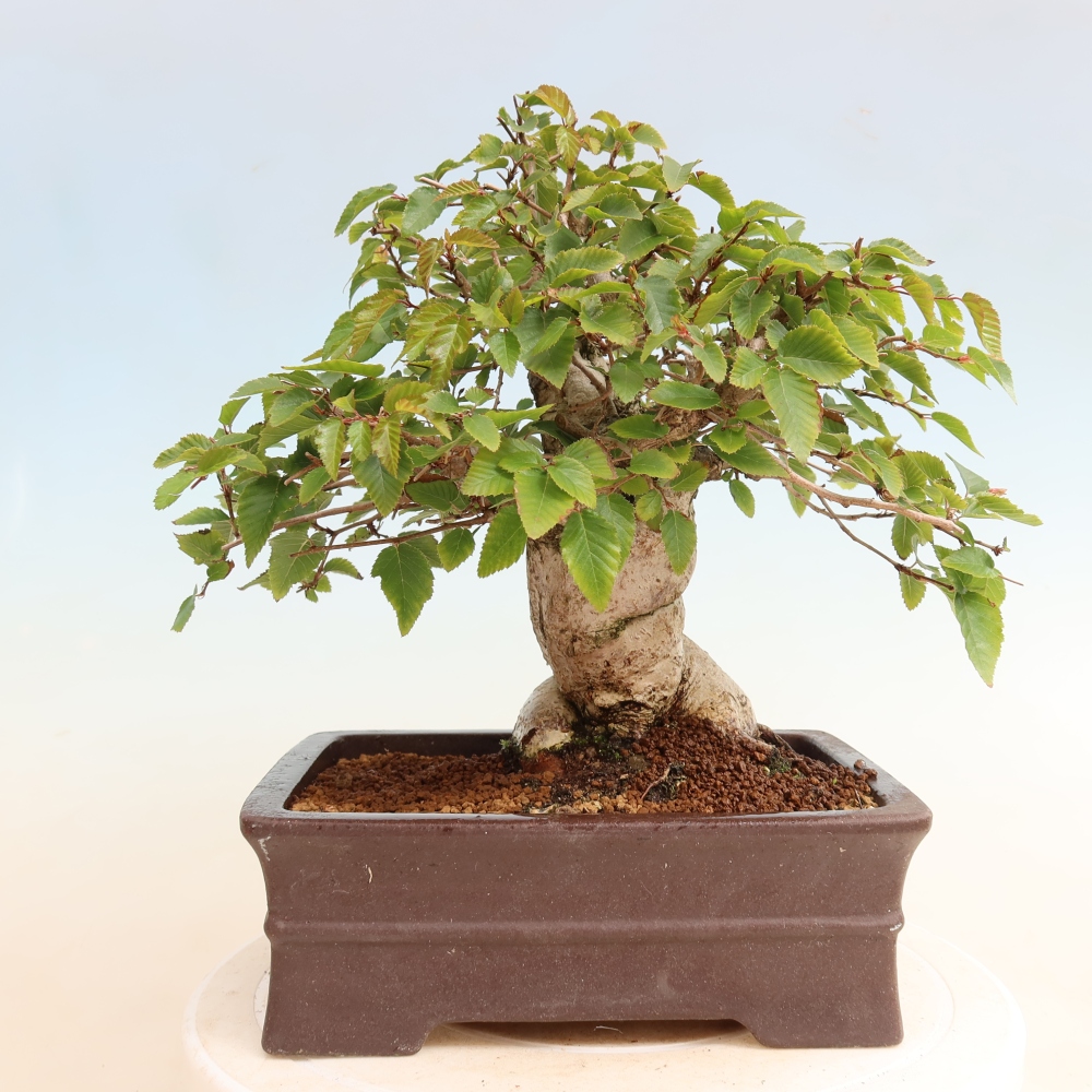 Bonsaï d'extérieur -Carpinus CARPINOIDES - Charme de Corée