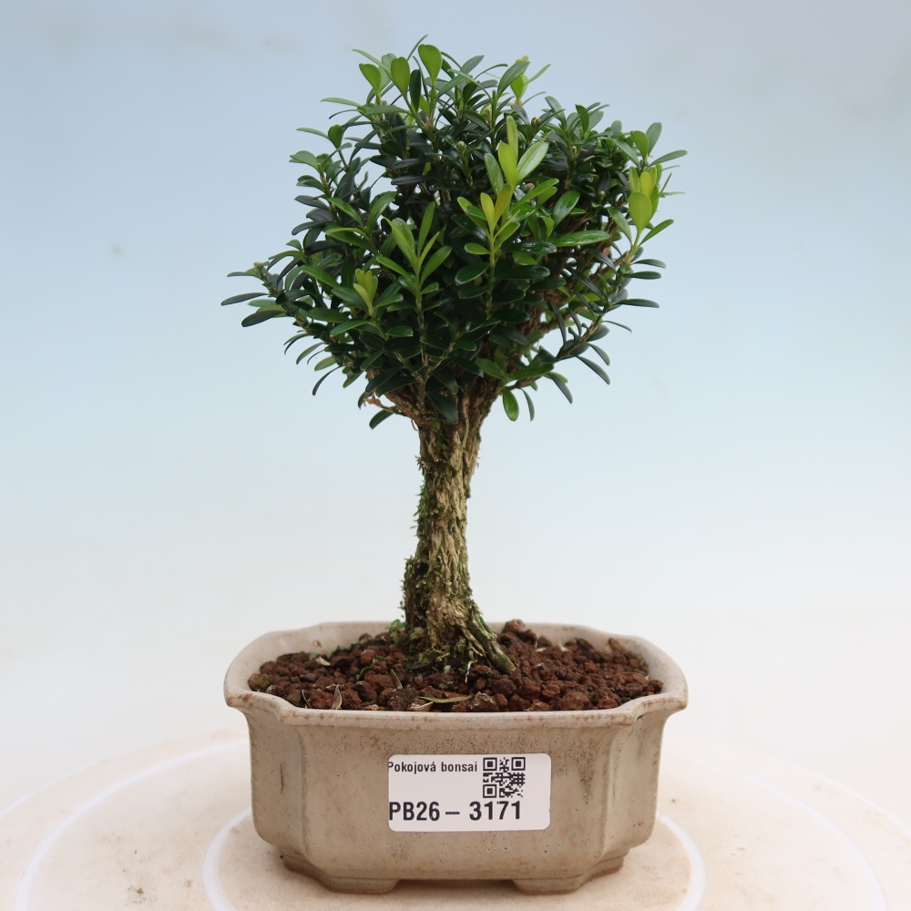 Bonsaï de chambre - Buxus harlandii - buxus liège