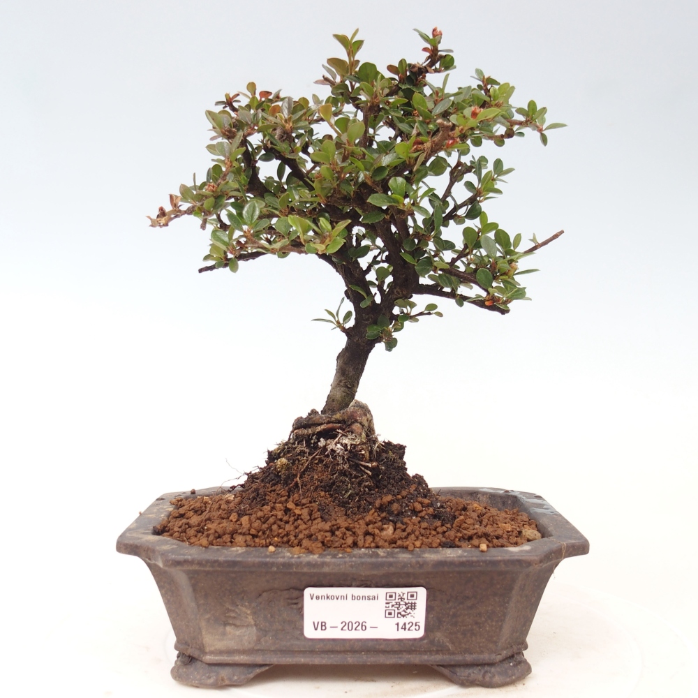 Bonsaï d'extérieur - Cotoneaster horizontalis - Rocky Mountain