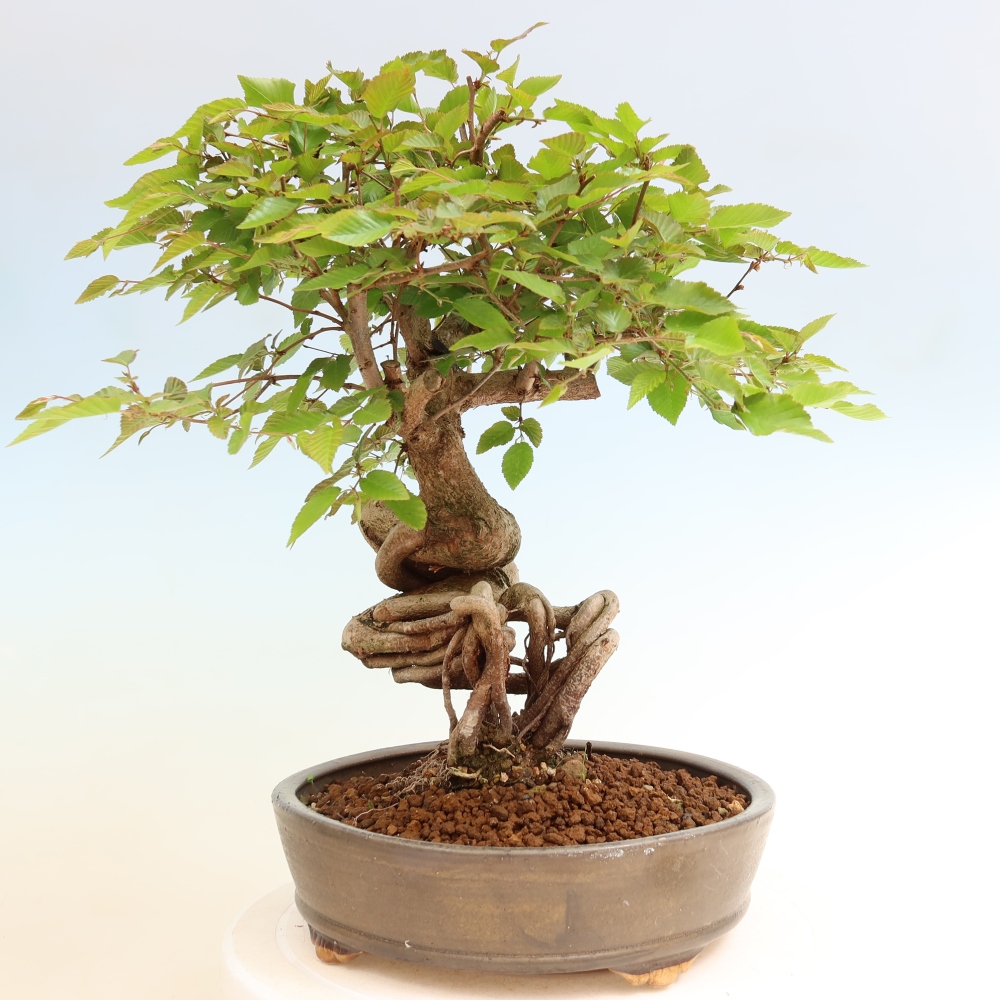 Bonsaï d'extérieur -Carpinus Coreana - Charme de Corée