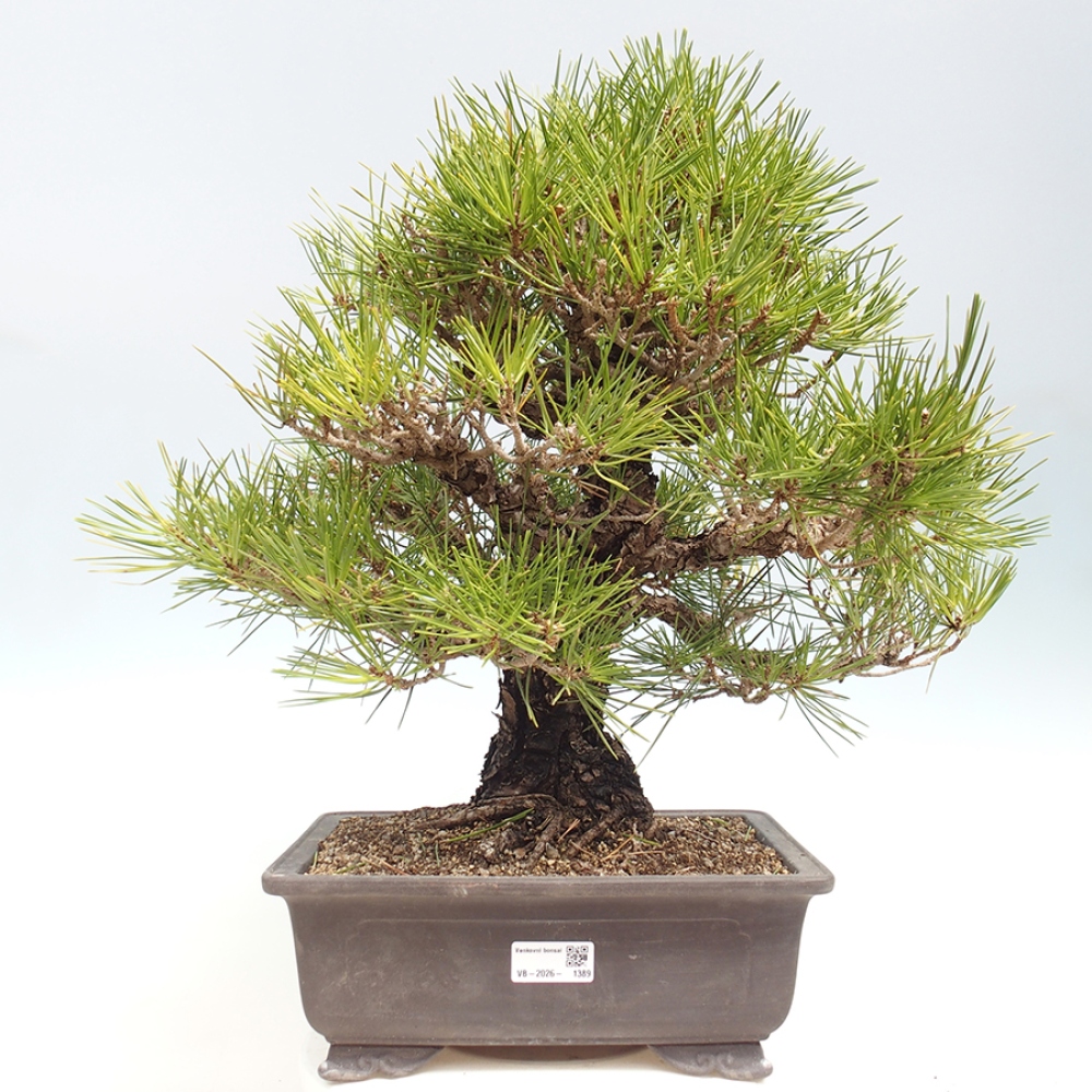 Bonsaï d'extérieur - Pinus thunbergii - Pin de Thunberg