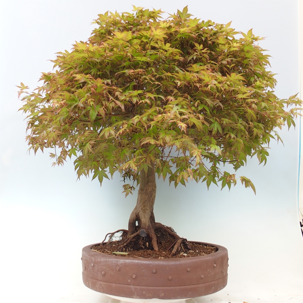 Érable de Norvège - Acer palmatum Beni Tsukasa