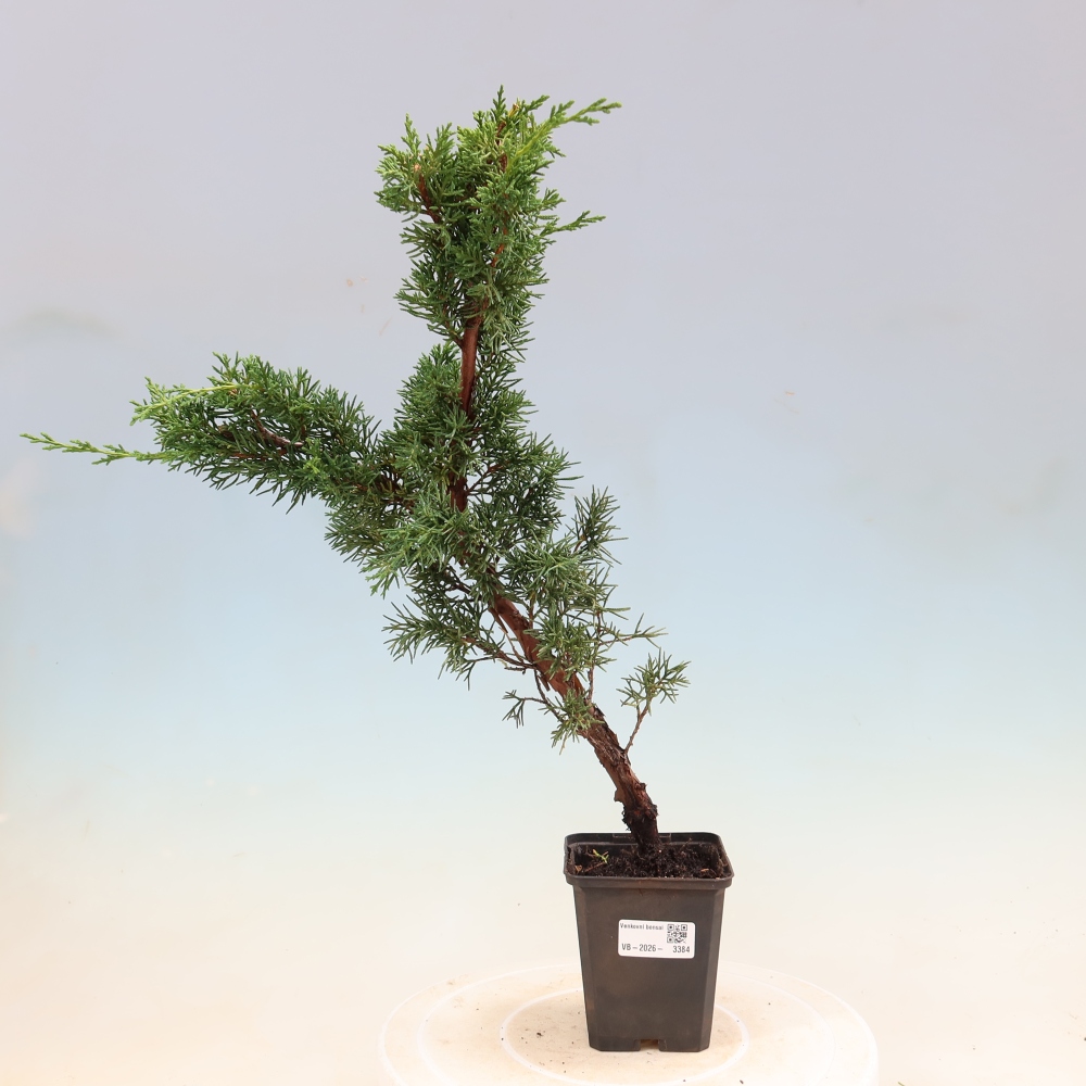 Bonsaï d'extérieur - Juniperus chinensis Kishu