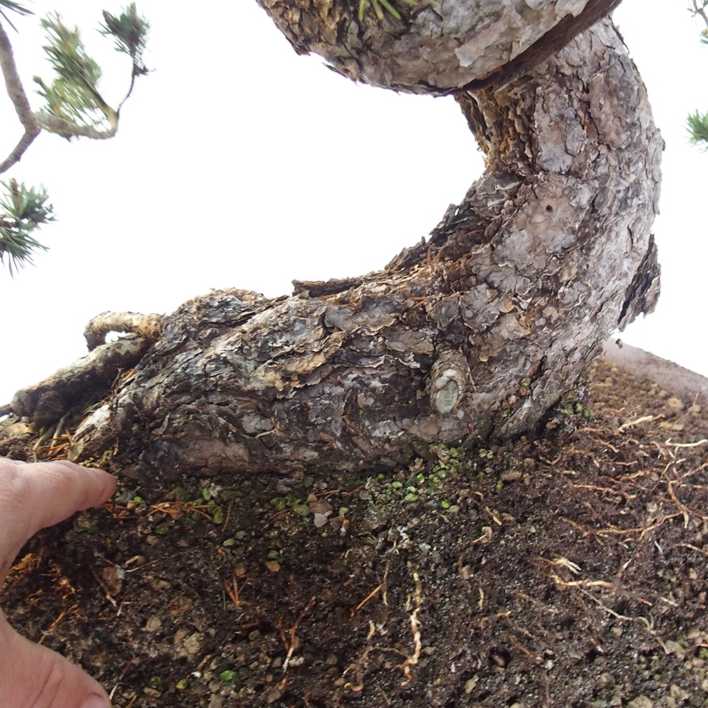 Yamadori - Pinus sylvestris Espagne