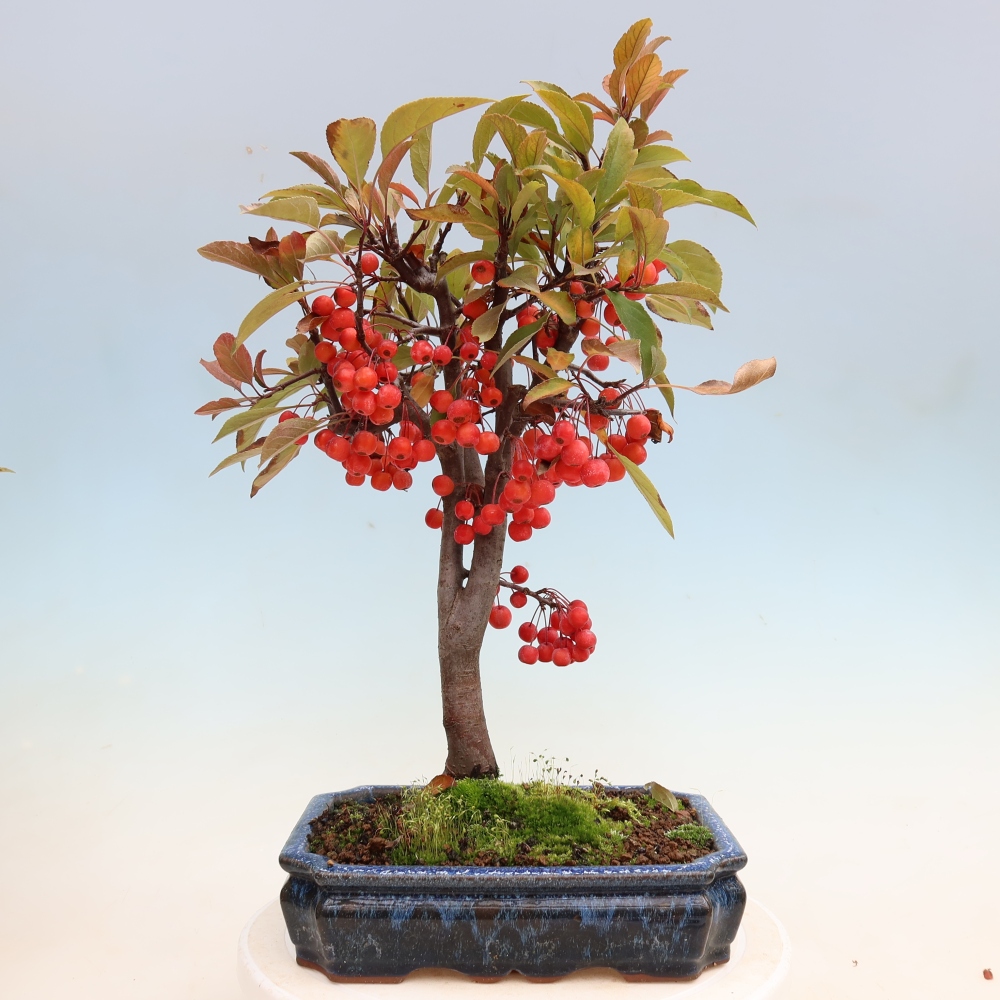 Bonsaï d'extérieur -Malus domestica - Pommier à petits fruits et à feuilles rouges