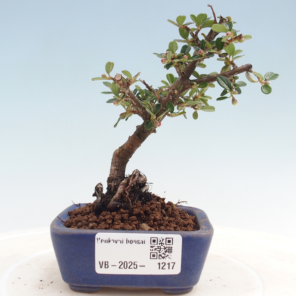 Bonsaï d'extérieur - Cotoneaster horizontalis - Rocky Mountain