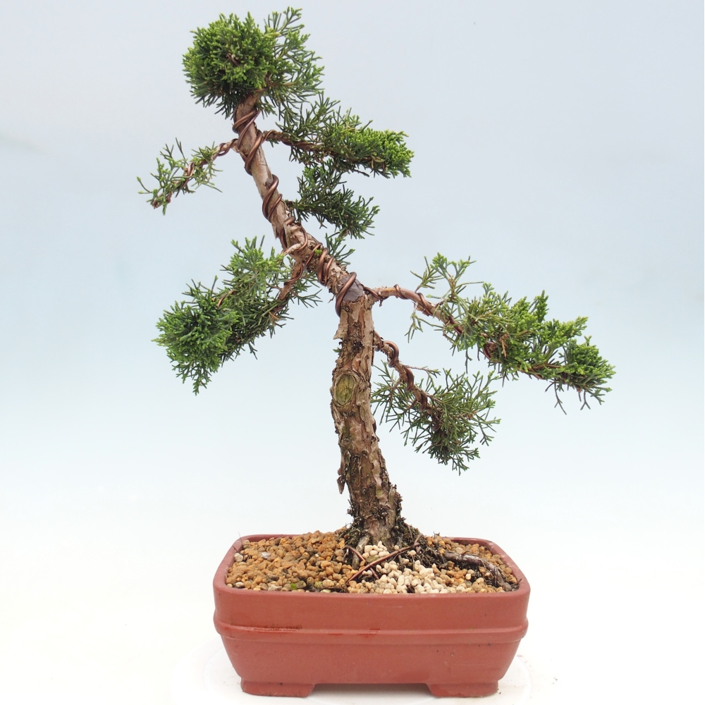 Bonsaï d'extérieur - Juniperus chinensis Kishu