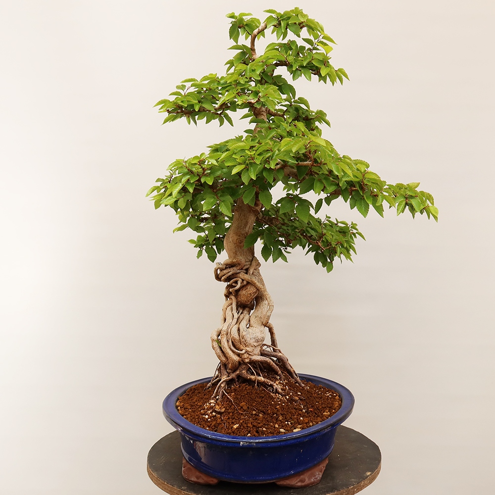 Bonsaï d'extérieur -Carpinus Coreana - Charme de Corée