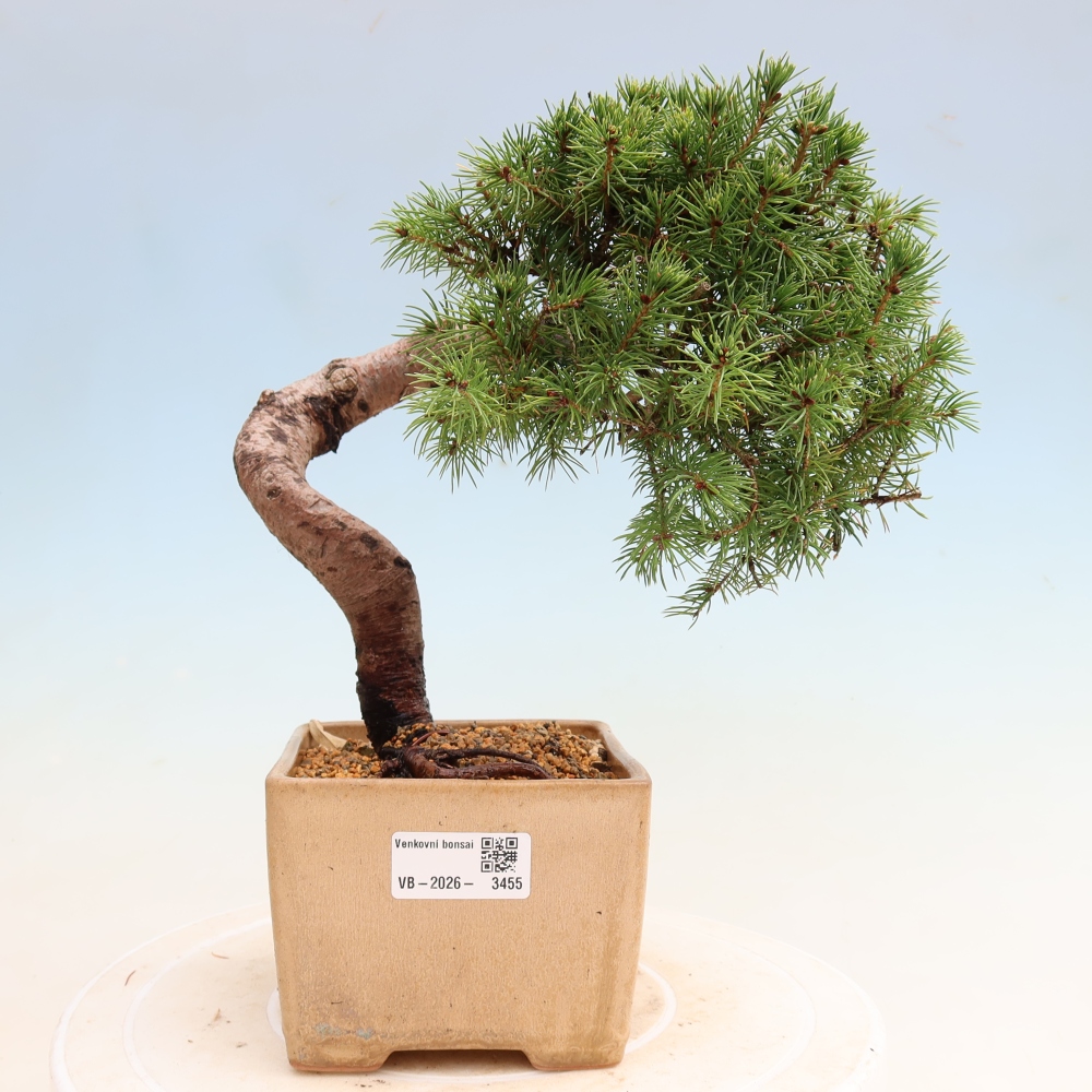 Bonsaï d'extérieur - Épicéa glauque - Picea glauca globe