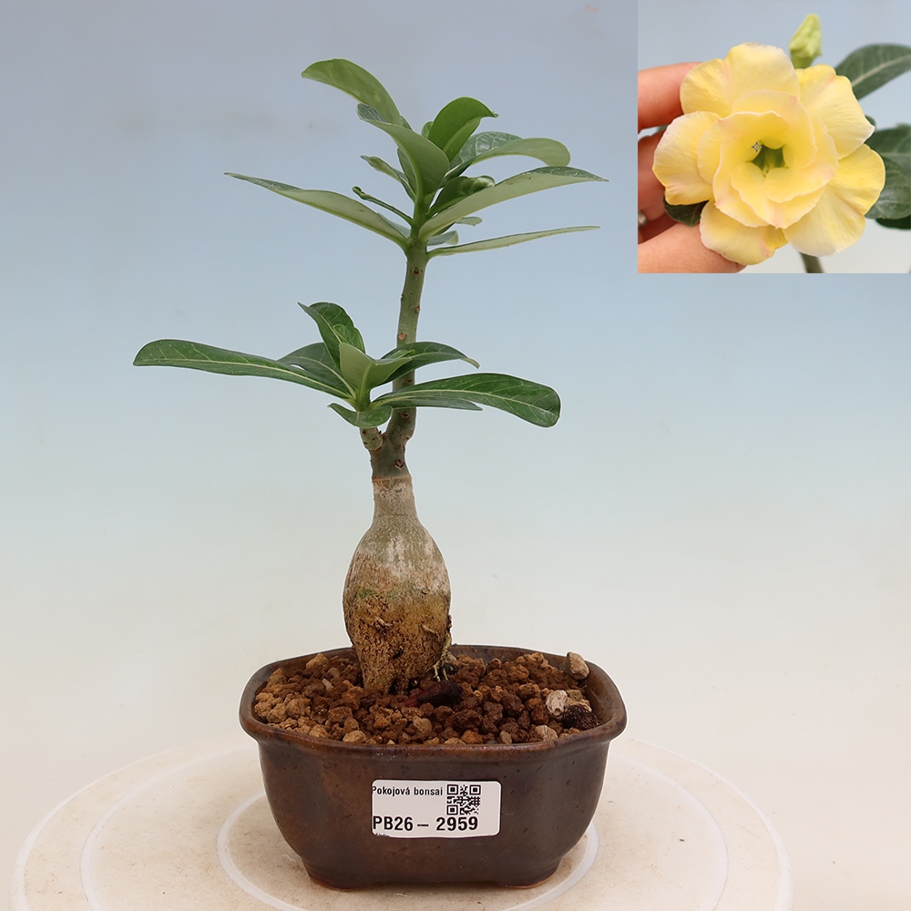 Bonsaï d'intérieur - Adenium obesum greffé « Alonza »  - Rose du désert