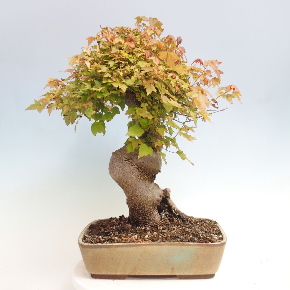 Bonsaï d'extérieur - Acer Buergerianum - Burger Maple